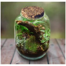 Ecosystem in a bottle