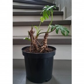 Philodendron xanadu
