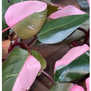 Philodendron Pink Princess mažyliai