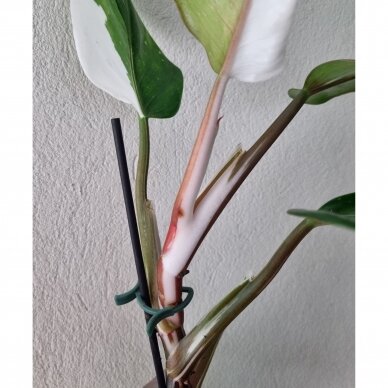 Philodendron White Knight 4