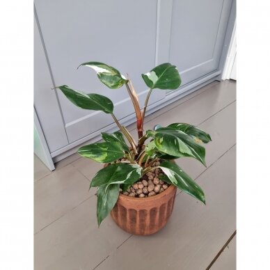Philodendron White Knight 3