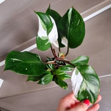 Philodendron White Knight 2